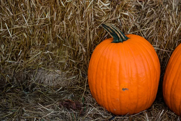 Dos Calabazas Naranjas Otoño Sentadas Suelo Festival Otoño Parche Calabaza — Foto de Stock