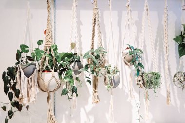 Bonehmian boho makrome bitki tutacaklarıyla beyaz bir duvara asılmış bir sıra bitki..