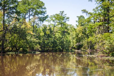 The bayou swamp near Baton Rouge, Louisiana. clipart