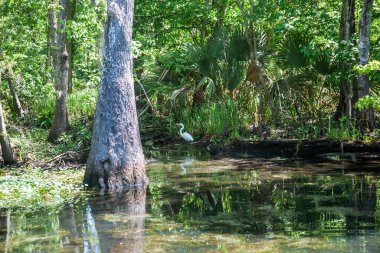 The bayou swamp near Baton Rouge, Louisiana. clipart