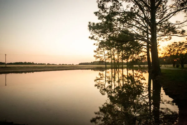 湖の上の背の高い松の木の夕日のシルエット — ストック写真