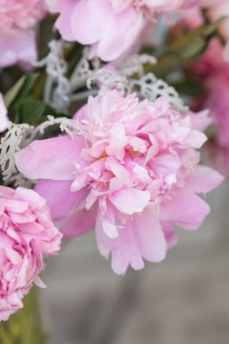 Close up images of soft and vibrant pink peonies.