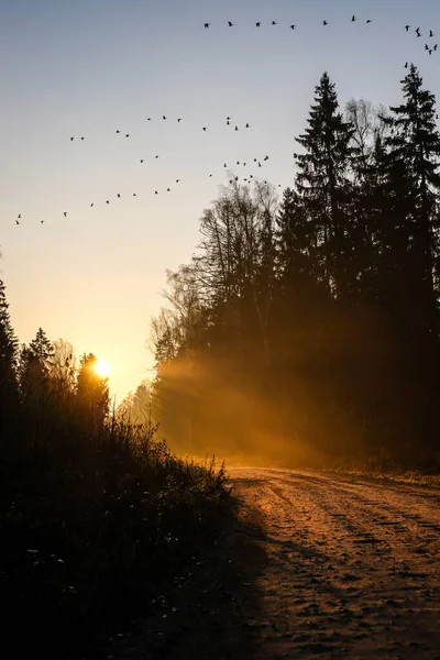 Prachtige lichtstralen van rijzende zon door mistige bosbomen in een herfstochtend. — Stockfoto