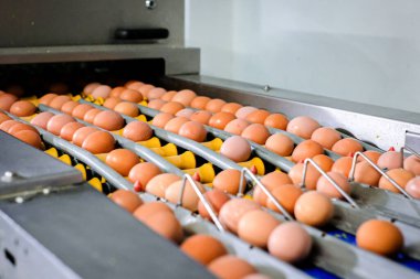 Modern bir kümes hayvanı fabrikasının ulaşım hattında taze kahverengi yumurtalar. Odaklanmamış