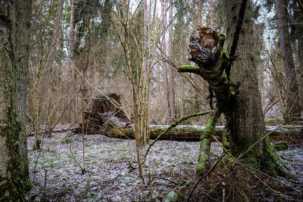 Stormen bröt träd i skogen på vintern. Stormskador i skogen. Selektiv inriktning — Stockfoto