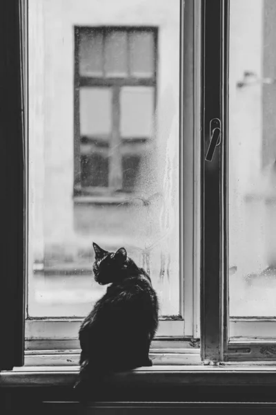 Foto de humor. Un gato oscuro está sentado junto a una ventana en un alféizar de la ventana. Enfoque selectivo — Foto de Stock