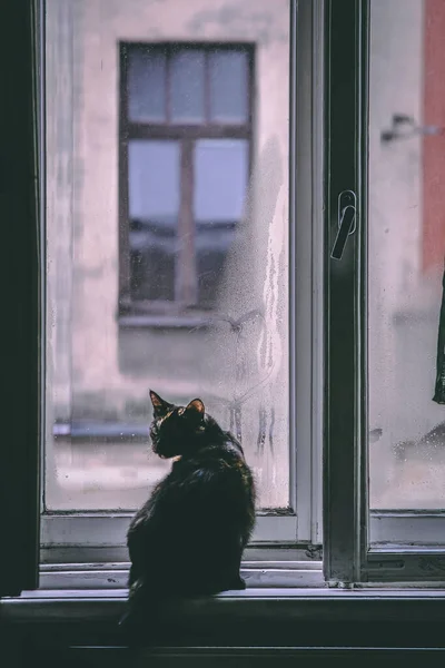 Foto de humor. Un gato oscuro está sentado junto a una ventana en un alféizar de la ventana. Enfoque selectivo —  Fotos de Stock