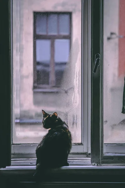 Foto de humor. Un gato oscuro está sentado junto a una ventana en un alféizar de la ventana. Enfoque selectivo — Foto de Stock