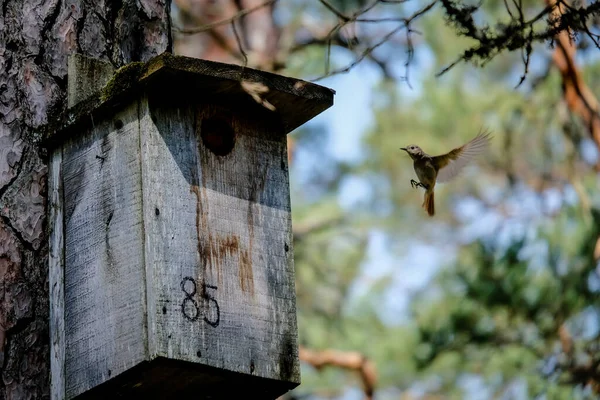 Pták obyčejný červený start, Phoenicurus phoenicurus létá v jeho ptačí kleci, ptačí budka v lese. Rozostřeno — Stock fotografie