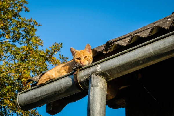 Un beau chat roux assis sur le toit dans une gouttière en été, mise au point sélective — Photo