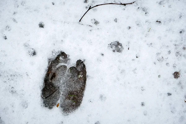 Impronta di cinghiale nella neve nella foresta. Focus selettivo — Foto Stock