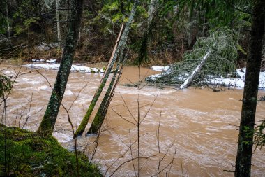 İlkbahar ormanda küçük bir nehri sular. Seçici odak