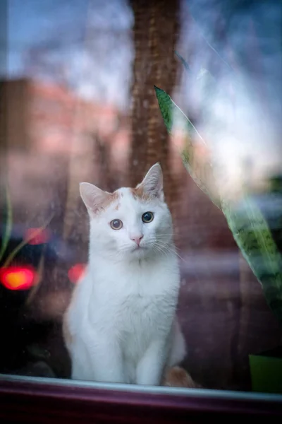 En vacker vit katt sitter bakom ett fönster och tittar ut. Vertikalt foto. Selektiv inriktning — Stockfoto
