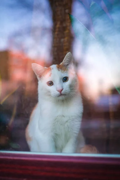 Un beau chat blanc s'assoit derrière une fenêtre et regarde dehors. Photo verticale. Concentration sélective — Photo