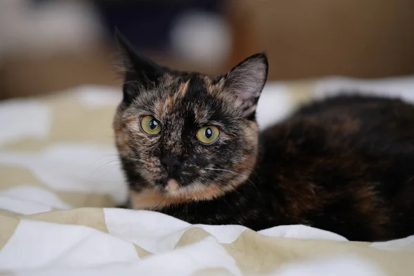 Un bellissimo gatto macchiato di nero sta dormendo a letto. Calore, casa, intimità. Focus selettivo — Foto Stock