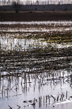 Su basmış mahsul tarlası. Suyun altında yağmur üstüne tarım. Tarım tarlalarını bir pınarda sular altında bıraktı. Seçici odak