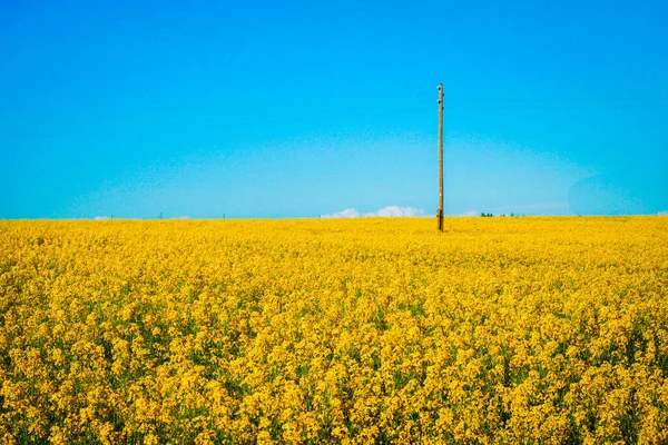 O campo de colza amarelo brilhante e o céu azul claro na primavera formam as cores da bandeira ucraniana. Foco seletivo — Fotografia de Stock