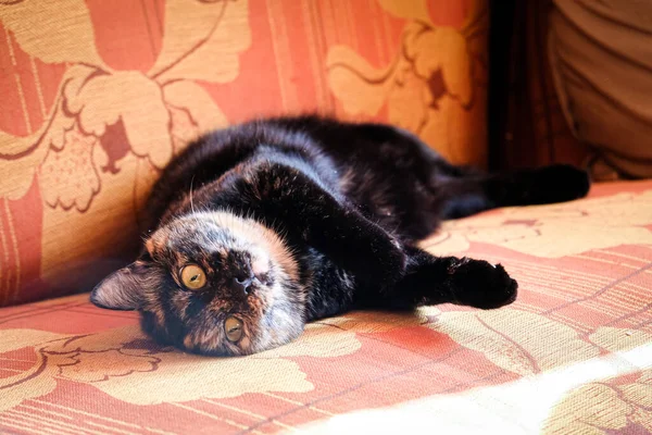 Eine faule gefleckte Katze schläft auf einem Sofa in einem sonnigen Raum. Defokussiert — Stockfoto