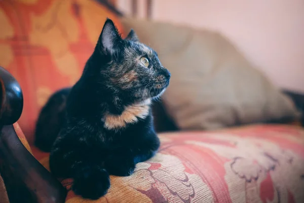 Een luie gevlekte kat slaapt op een bank in een zonnige kamer. Gedeocaliseerd — Stockfoto