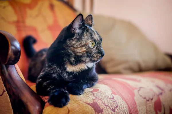 Um gato manchado preguiçoso dorme em um sofá em um quarto ensolarado. Desfocado — Fotografia de Stock