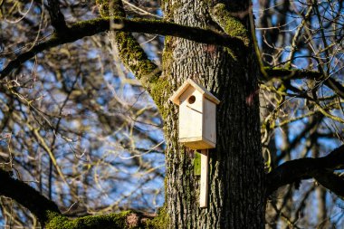 Baharda ağaçta yeni bir ahşap kuş kafesi. Kuş evi. Seçici odak