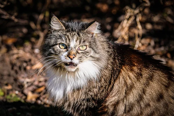 En arg fläckig katt snortar och tittar in i kameran. Selektiv inriktning — Stockfoto