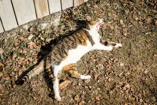 Duży piękny kot leży na ziemi i ziewa wiosną. Rozkojarzony — Zdjęcie stockowe
