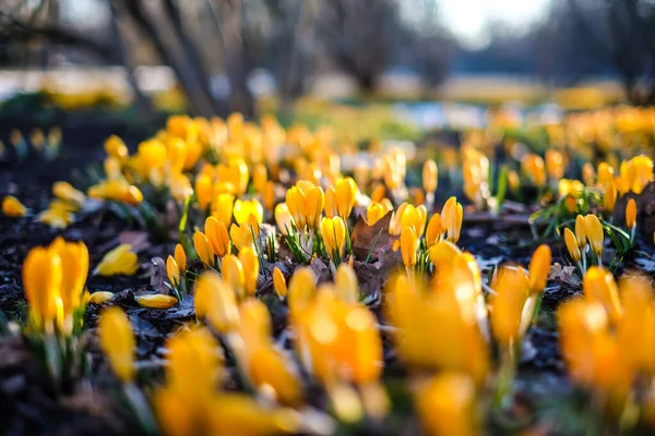 첫 번째 아름다운 노란색 크로커스는 해질 녘 공원의 봄 정원에서 피어나고 있다. 방어하다 — 스톡 사진