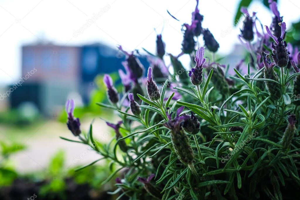 Urban gardening - community garden in center of the city with raised beds. Urban Horticulture. Selective focus