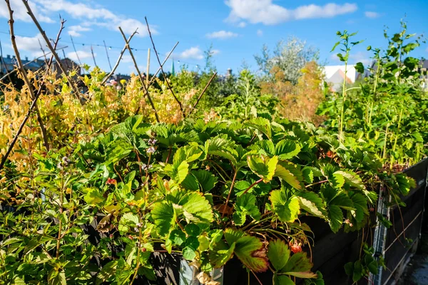 Ogrodnictwo miejskie - ogródek miejski w centrum miasta z podniesionymi łóżkami. Ogrodnictwo miejskie. Skupienie selektywne — Zdjęcie stockowe