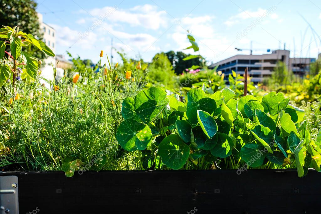 Urban gardening - community garden in center of the city with raised beds. Urban Horticulture. Selective focus