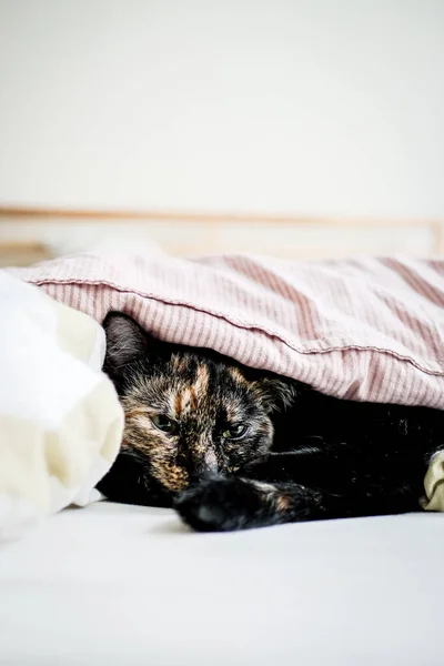 Um belo gato manchado está deitado na cama debaixo de um cobertor. Conforto, casa, inverno, frio. Desfocado — Fotografia de Stock