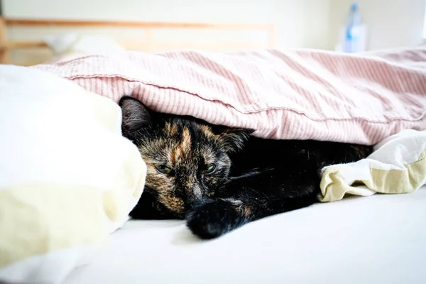 A beautiful spotted cat is lying in bed under a blanket. Cosiness, home, winter, cold. Defocused — Fotografia de Stock