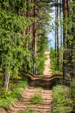 Yazın güzel çam ormanlarında yangın güvenliği patikası. Yüksek kalite fotoğraf