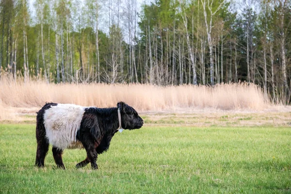 夏天野牛在草地上吃草 脱毒了高质量的照片 — 图库照片