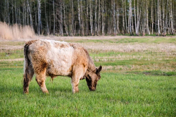 夏天野牛在草地上吃草 脱毒了高质量的照片 — 图库照片