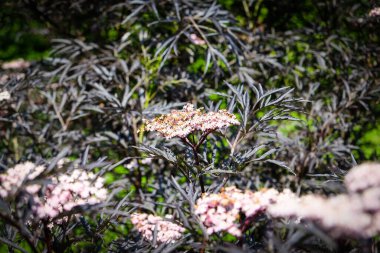Koyu ve ince yapraklı Avrupa siyah elderberry Black Lace 'i, Sambucus zencisi. Dikkati dağılmış. Yüksek kalite fotoğraf