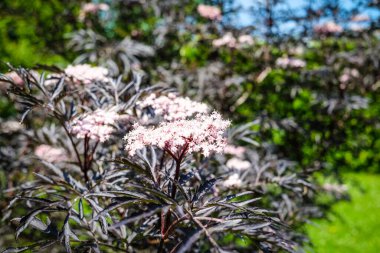 Koyu ve ince yapraklı Avrupa siyah elderberry Black Lace 'i, Sambucus zencisi. Dikkati dağılmış. Yüksek kalite fotoğraf
