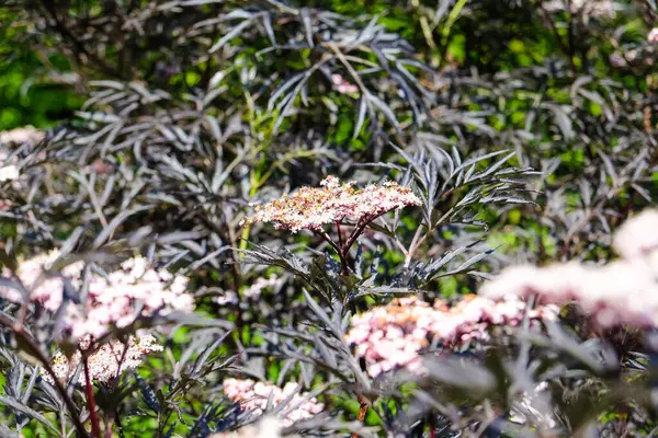 Sureau Noir Europe Dentelle Noire Aux Feuilles Foncées Étroites Sambucus — Photo