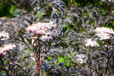 Koyu ve ince yapraklı Avrupa siyah elderberry siyah dantelli, Sambucus nigr. Dikkati dağılmış. Yüksek kalite fotoğraf