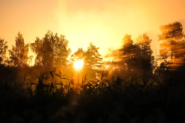 Very Beautiful Sunrise Summer Foggy Lake Early Morning Summer Nature — Stockfoto