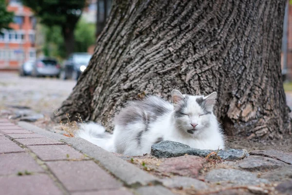 Big Beautiful White Cat Lying Ground Street Defocused High Quality — ストック写真