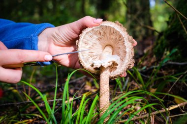 Bıçaklı kadın eli, temiz orman mantarı. Mantar toplama. Seçici odaklanma. Yüksek kalite fotoğraf
