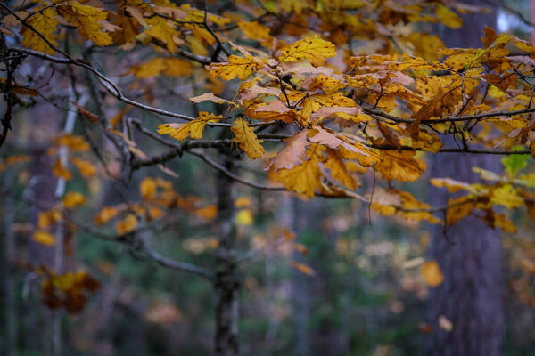 Цветные осенние листья в лесу. Осеннее настроение, фон. Высокое качество фото