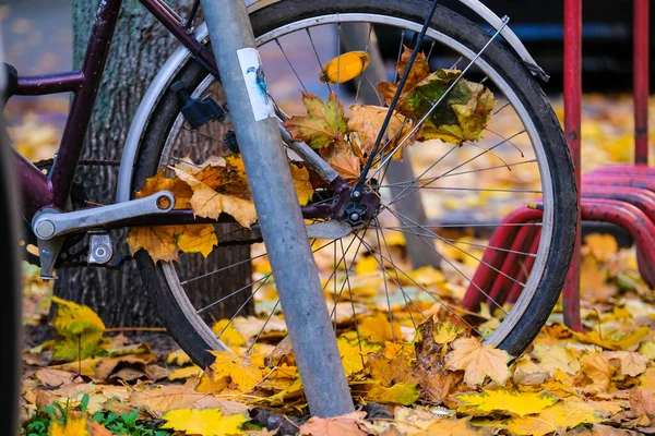 Bicycle Autumn Leaves City Autumn Scene City Colorful Autumn Leaves — Stock Photo, Image