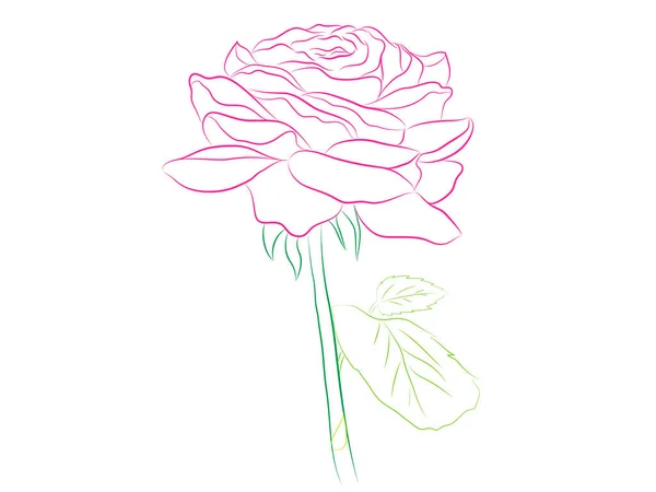 Hermoso Ramo Rosa Flor Rosa Aislado Fondo Diseña Tarjetas Felicitación — Vector de stock