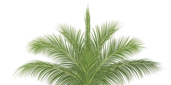 Palmtak Kokosnoot Blad Tropische Plant Decoratieve Achtergrond Vector Illustratie — Stockvector