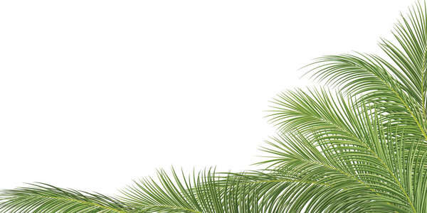 palm branch, coconut leaf, tropical plant decorative  background, vector illustration
