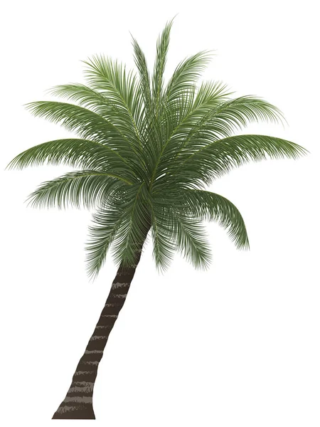 Palmeira Coqueiro Isolado Sobre Fundo Branco Ilustração Vetorial — Vetor de Stock