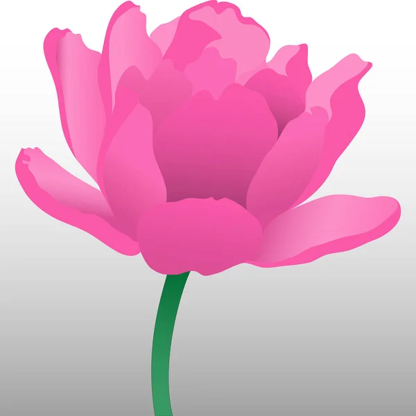 Roze Tulpen Vector Geïsoleerd Witte Achtergrond Bloemen Voor Ontwerp Wenskaarten — Stockvector